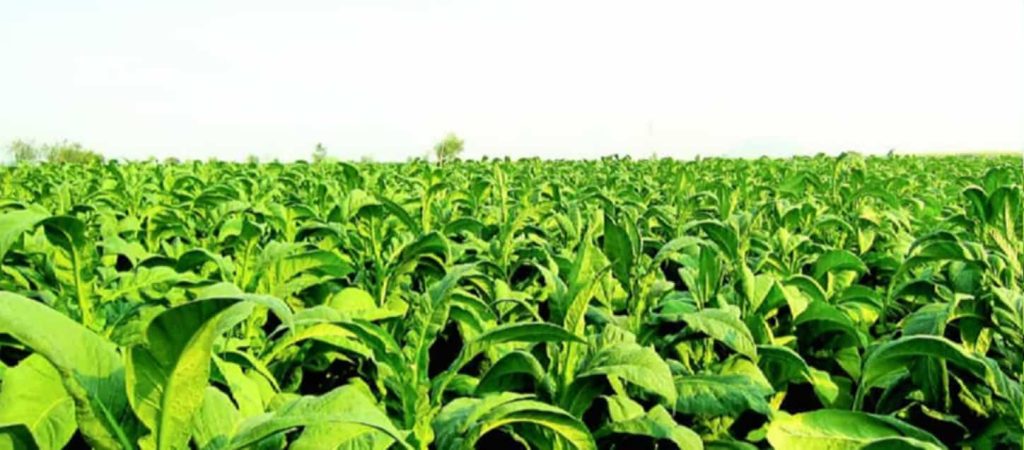 Close-up of tobacco seedlings in Vietnamese soil