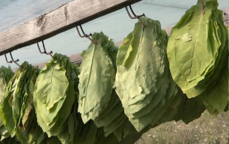 Burley tobacco leaves sorted for color and consistency.